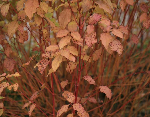 Bloodtwig Dogwood