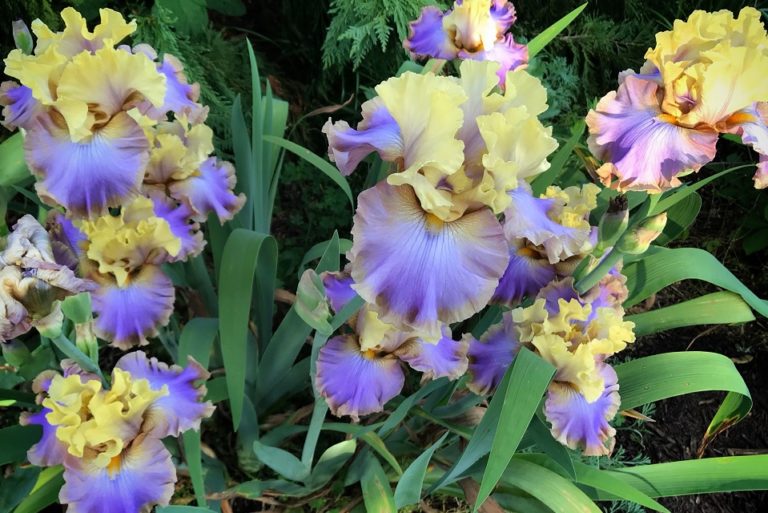April 2019 Plant of the Month Iris UT Gardens The State Botanical