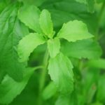 Stevia