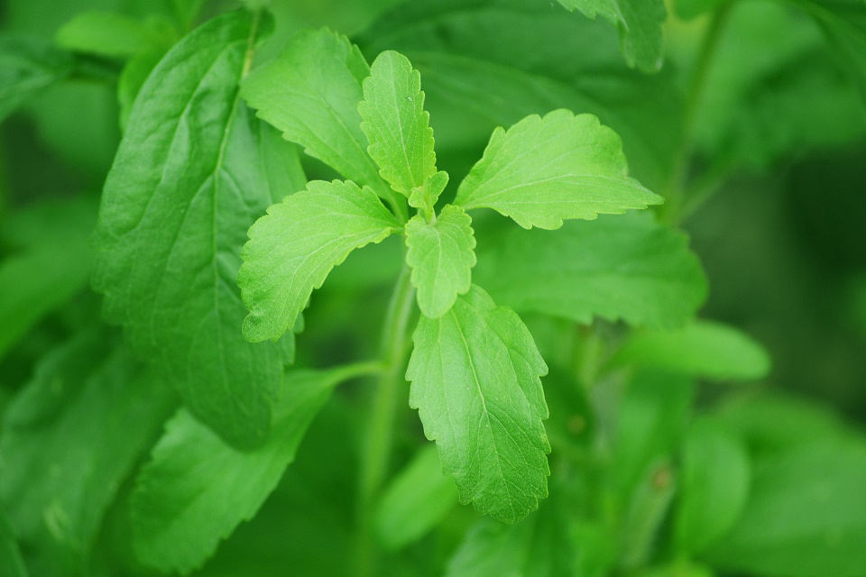 Stevia