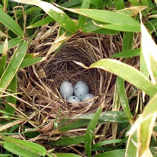 Four white eggs in a straw bird's nest 
