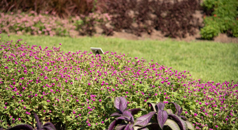 Bed of pink flowers