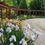 Another wide shot of an iris flower bed