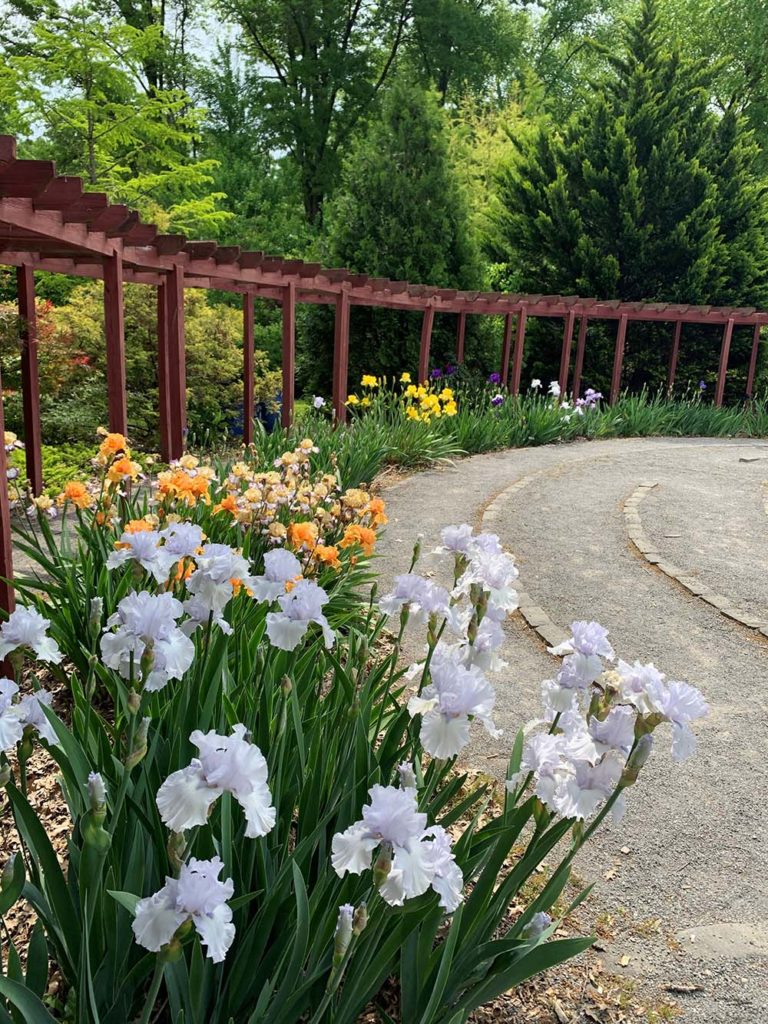 Another wide shot of an iris flower bed