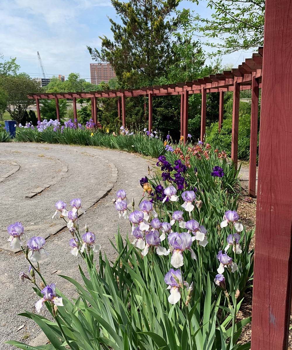 Wide shot of a large iris flower bed