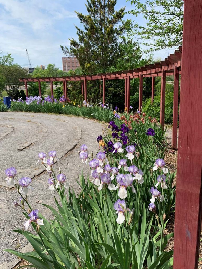 Wide shot of a large iris flower bed