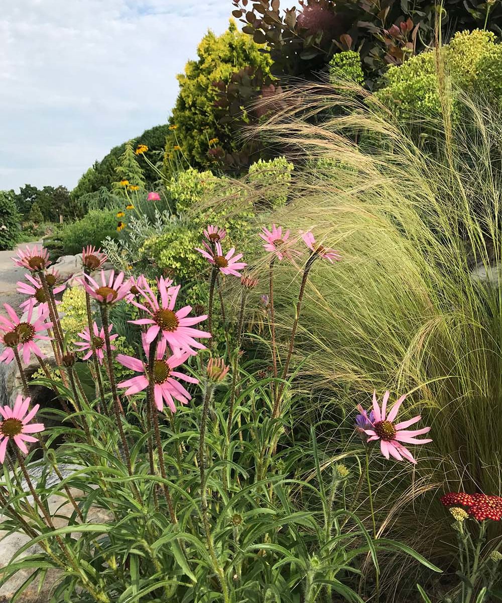 Pink flowers next to grassy plant