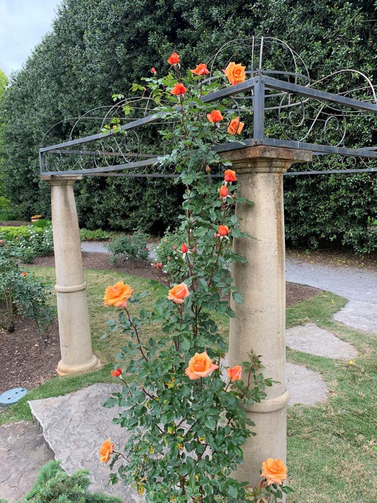 Arbor at the rose garden