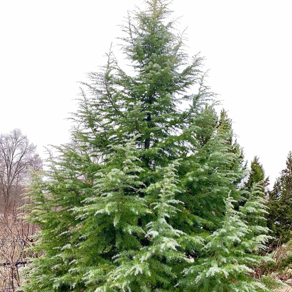 Cedrus deodara tree