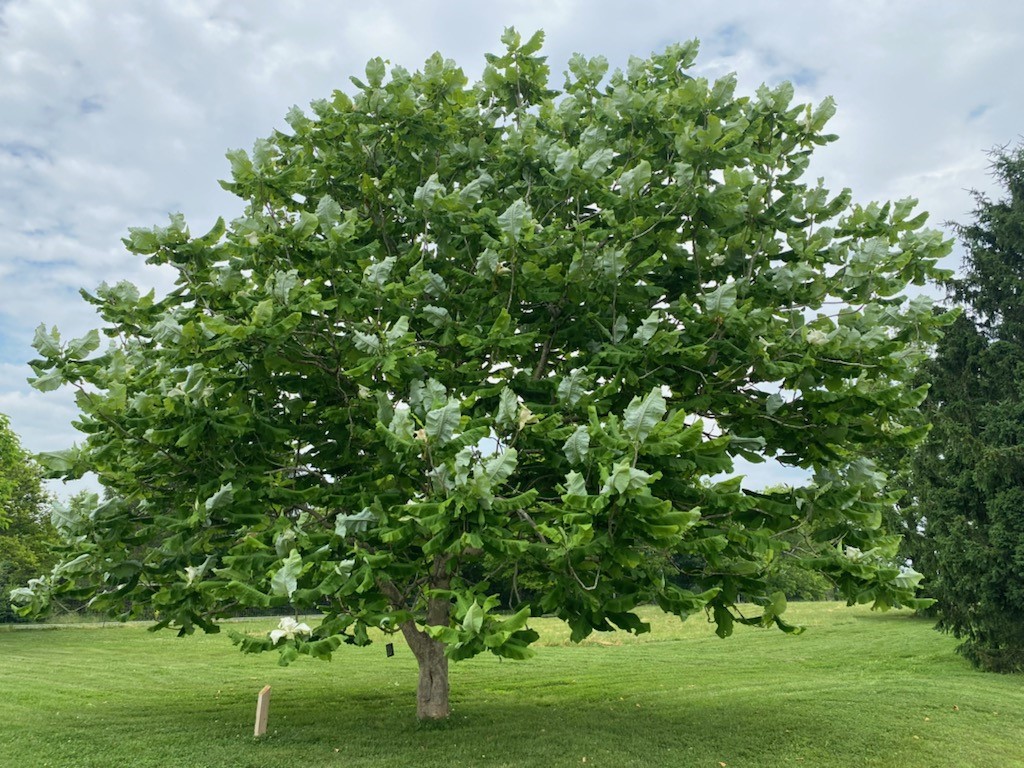 Magnolia tree