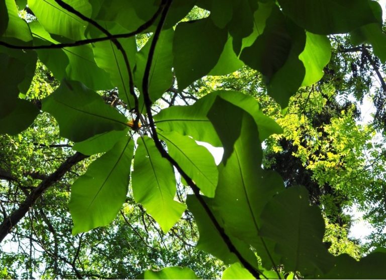 Close up of Magnolia leaves