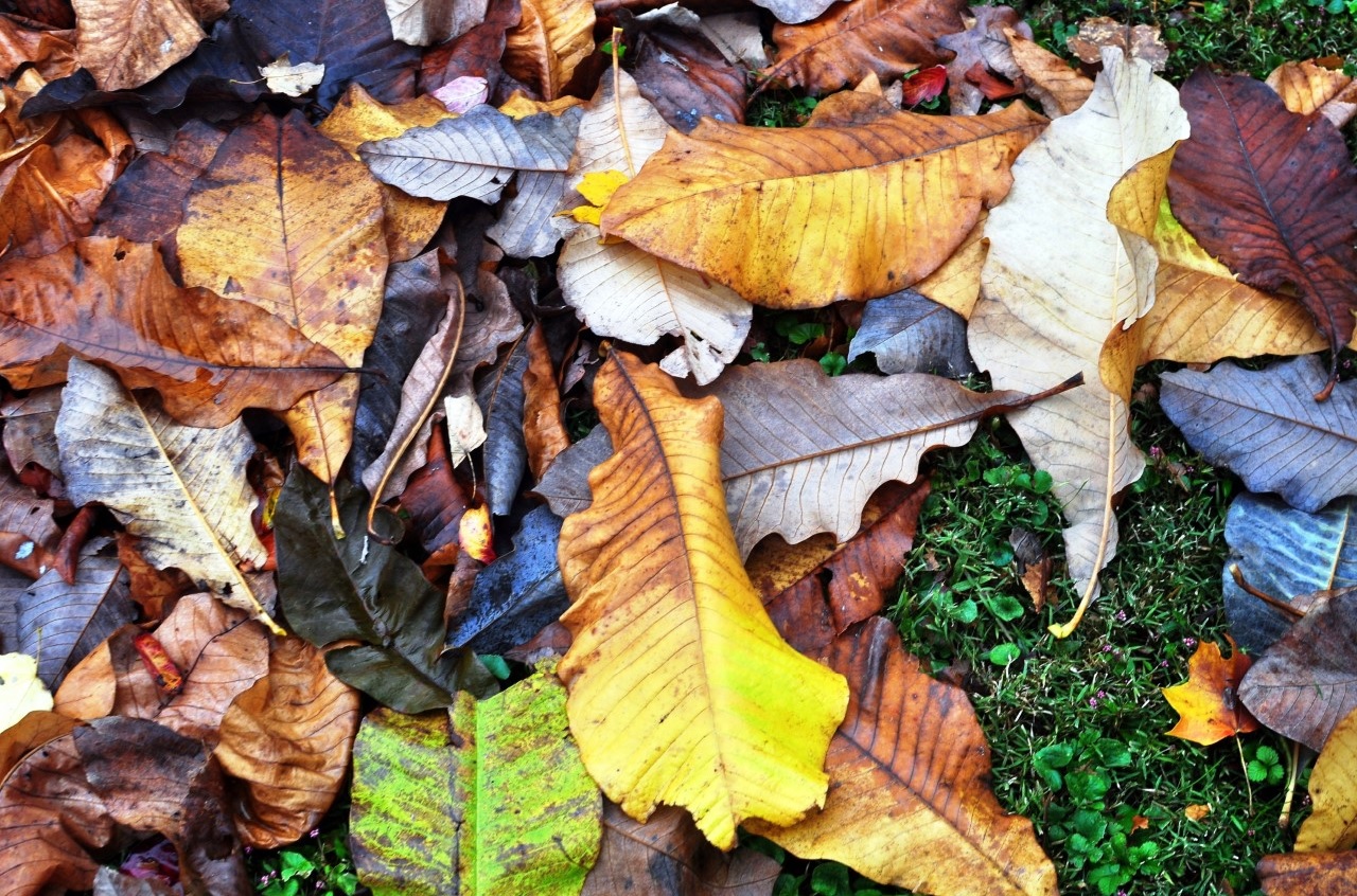 magnolia macrophylla leaf litter