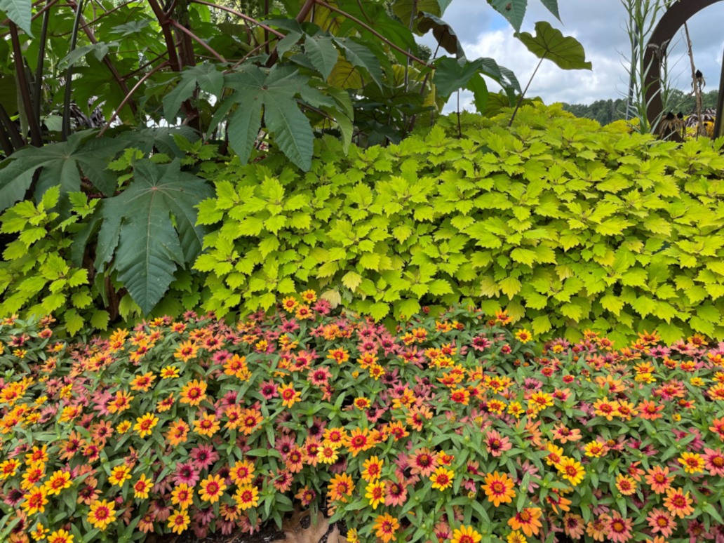 Zinnia bicolor, April 2022 Plant of the Month