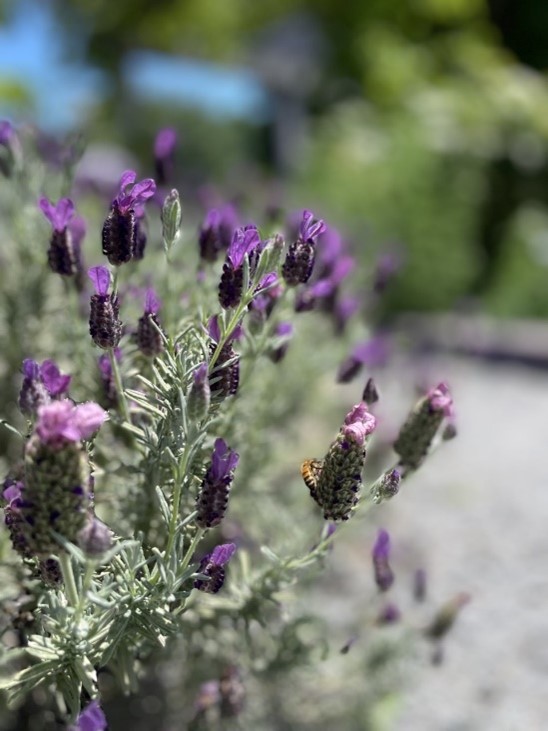 Live Aromatic and Edible Lavender (6 Per Pack), Natural Sleep Aid