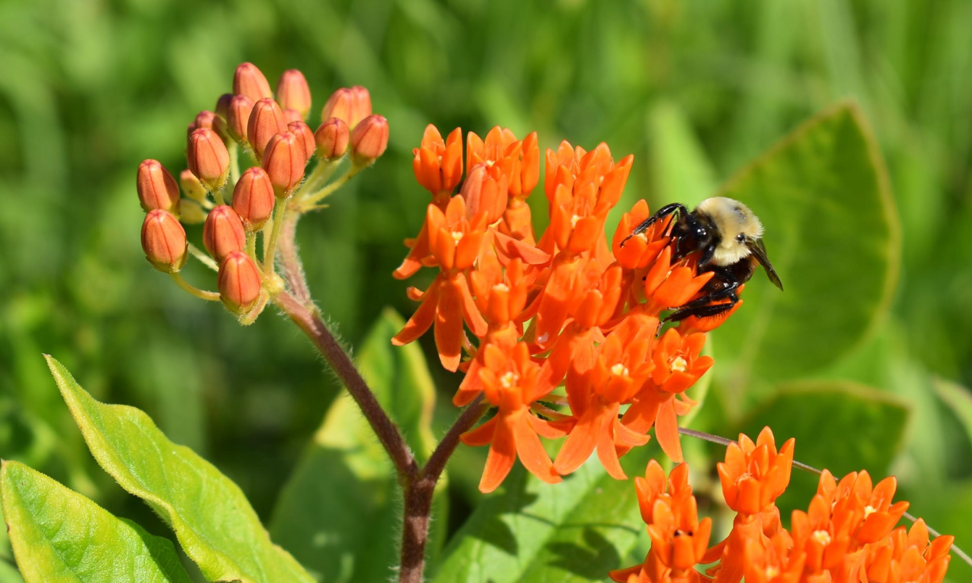 bee on butterfly milkweed bloom