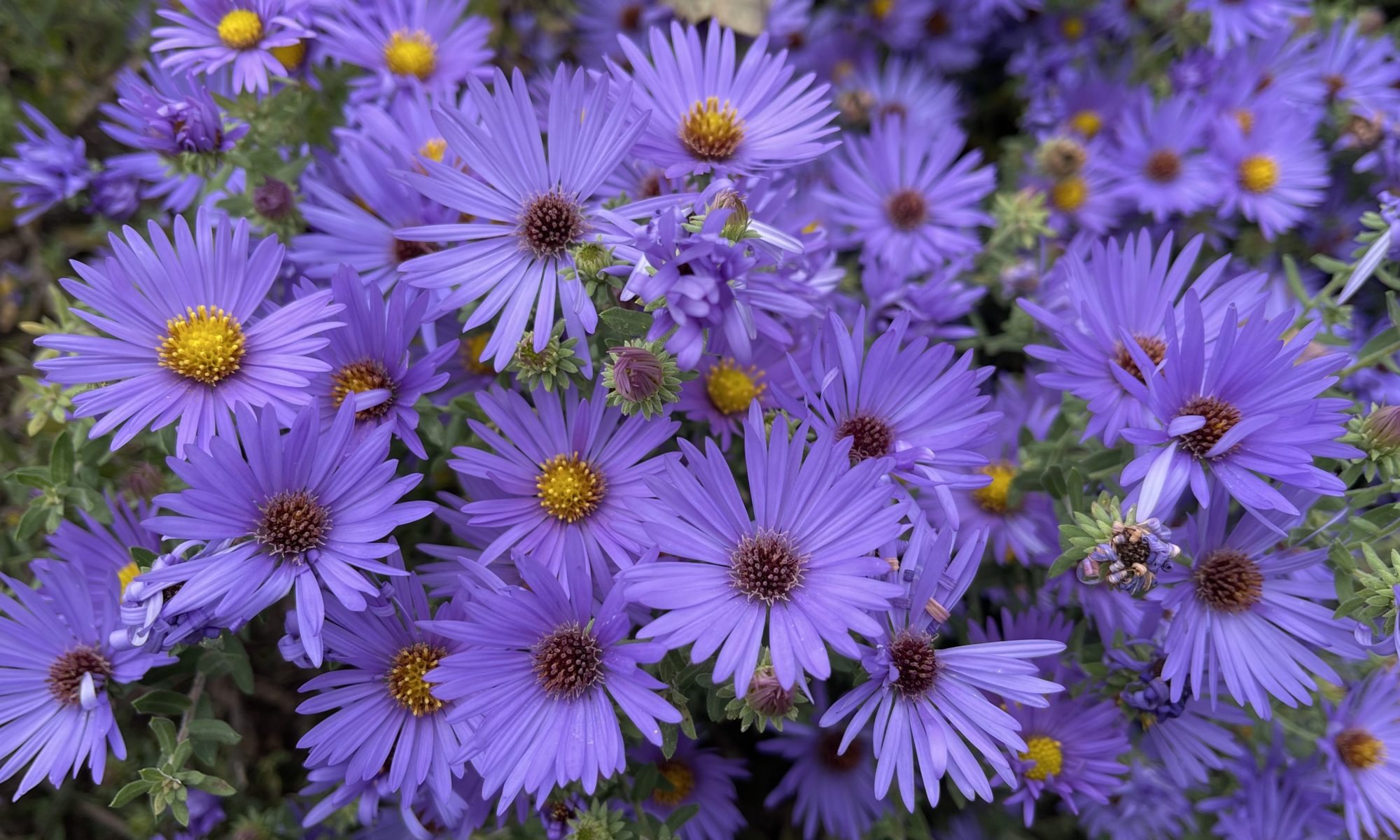 Rachel Jackson aster