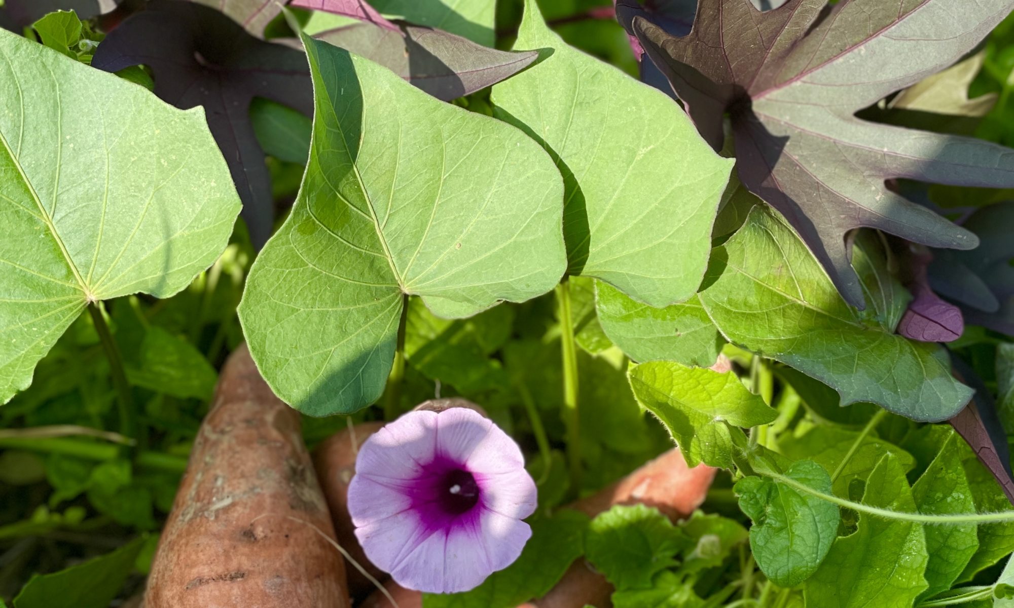 Sweet Potato Vines