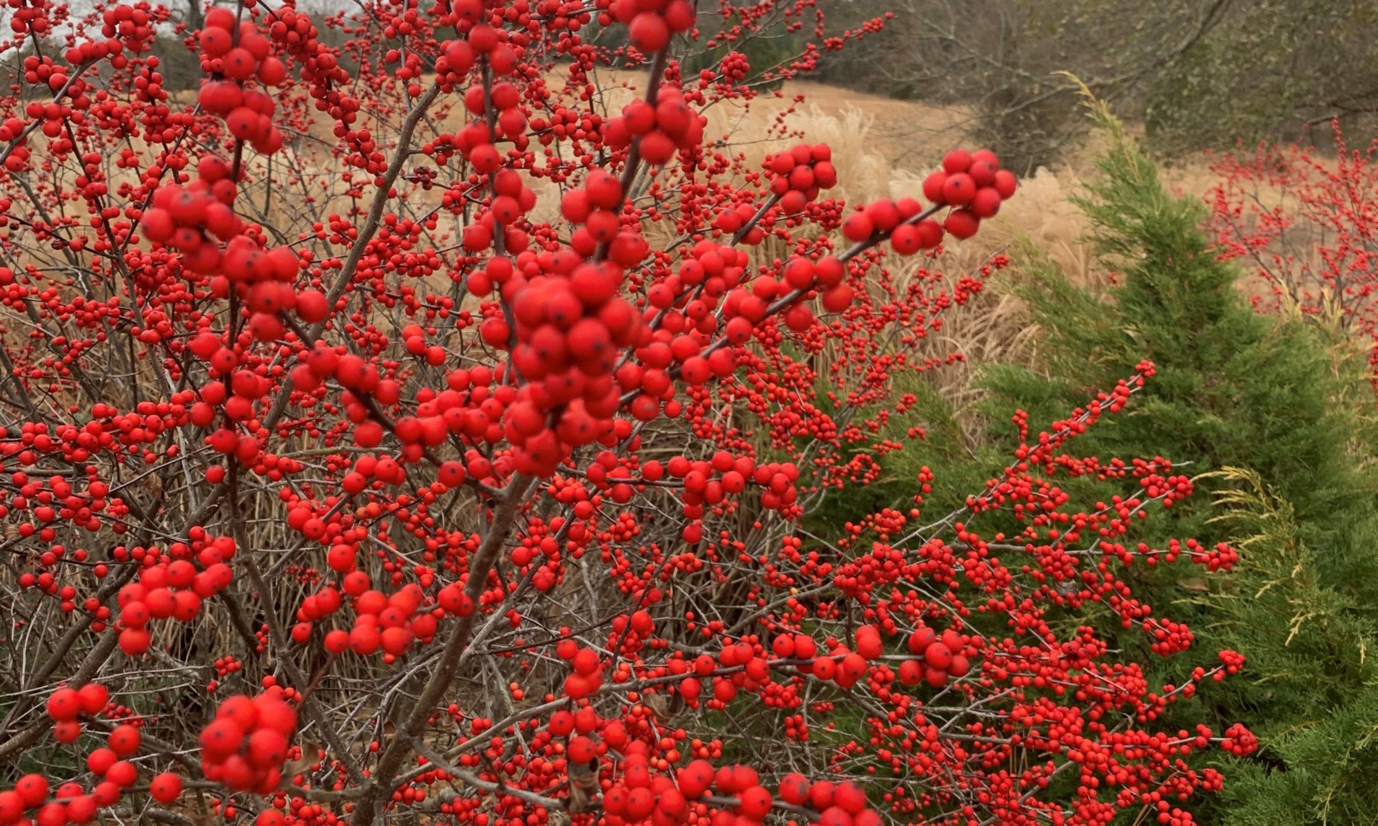 Ilex - Winterberry Holly - Per Stem — Gardens of The Blue Ridge