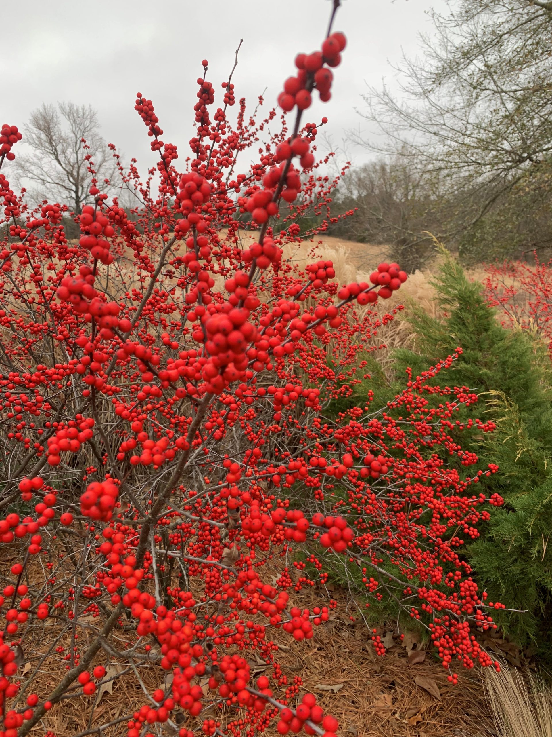 winterberry holly blazes in color across its namesake months | ut