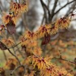 Witchhazel in bloom