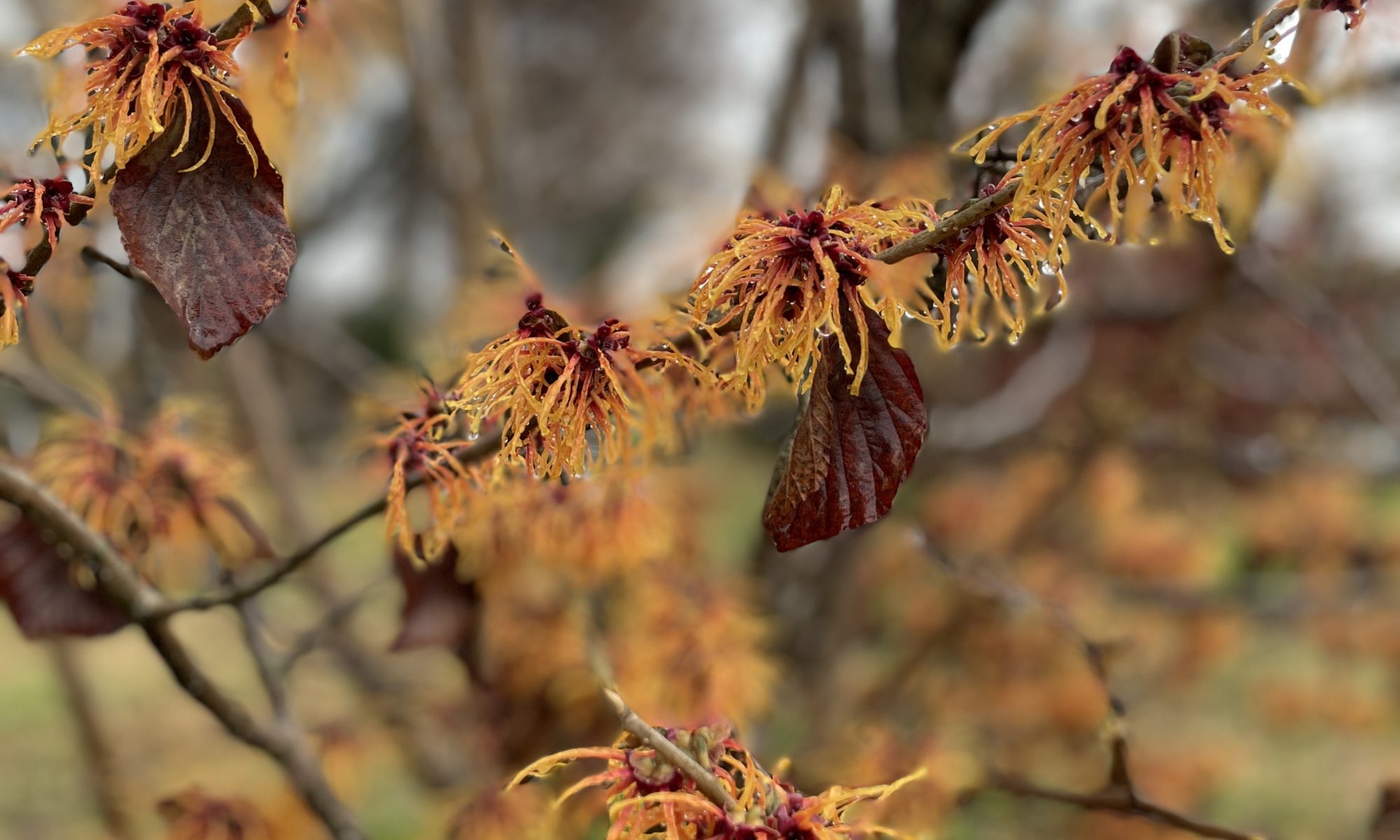 Witchhazel in bloom