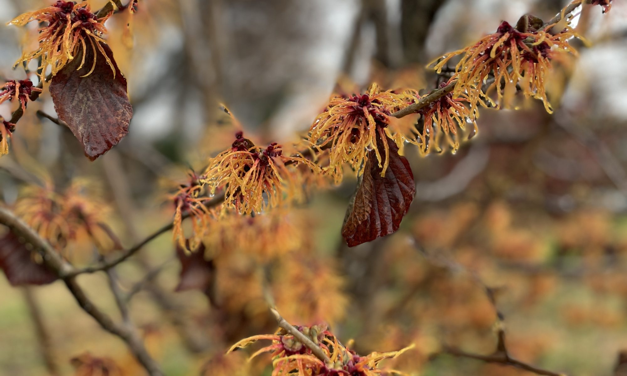 Hamamelis - The Winter Witch - Easy Big Trees