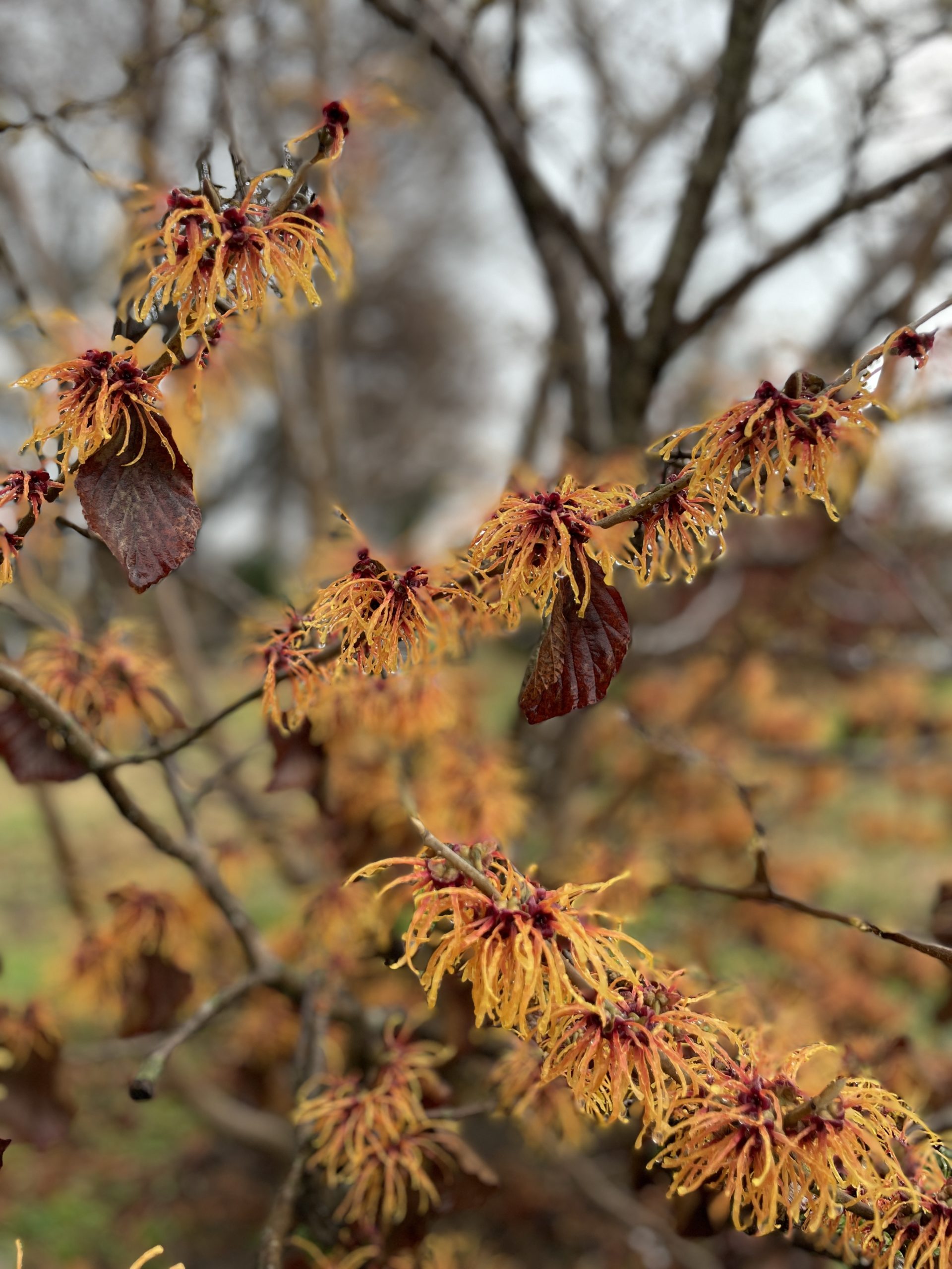 Ozark Witch Hazel