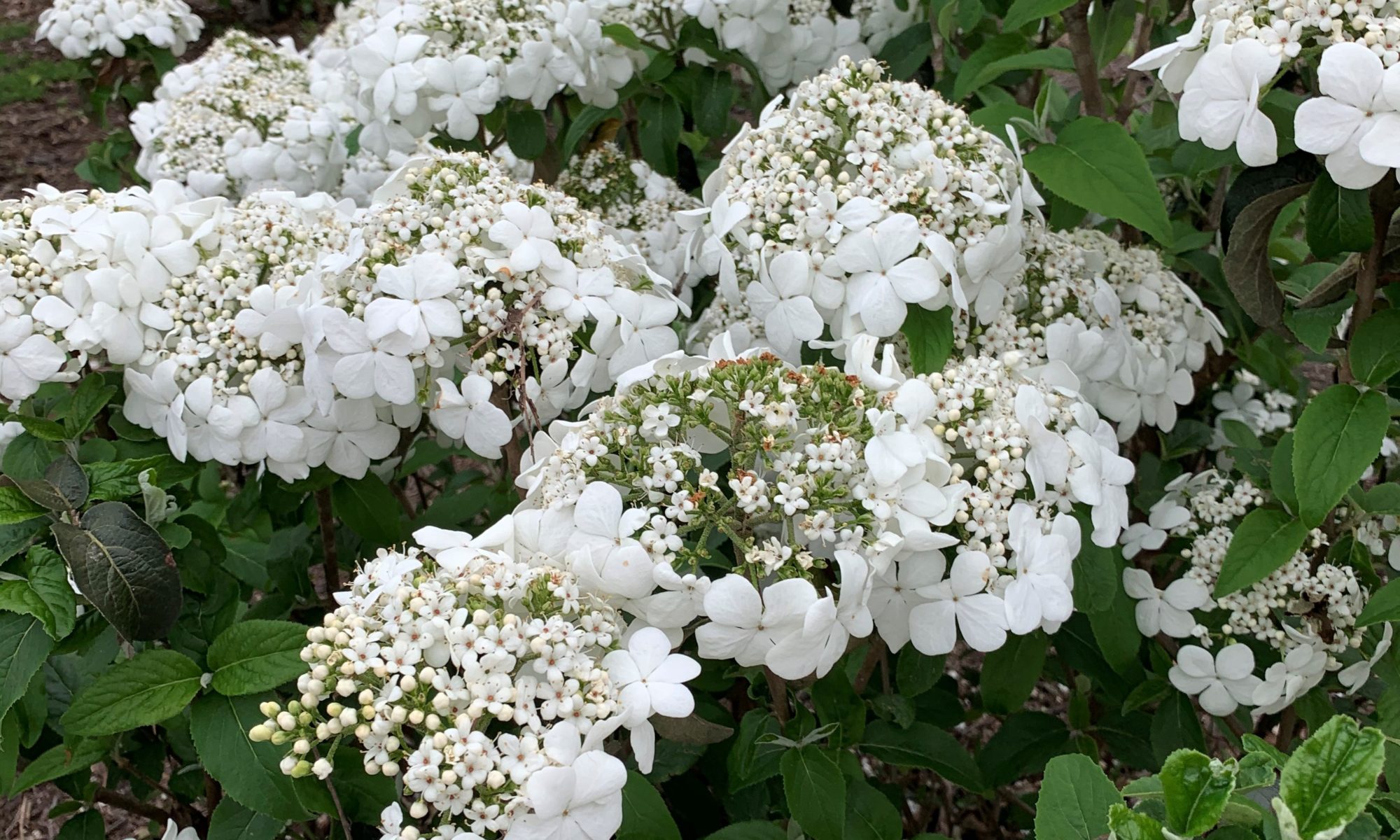 viburnum spring lace in heavy bloom