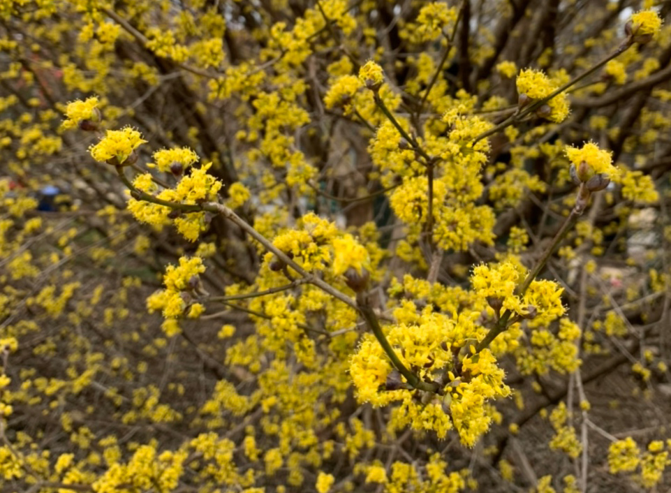 Bright yellow blooms of the Japanese Cornel Dogwood