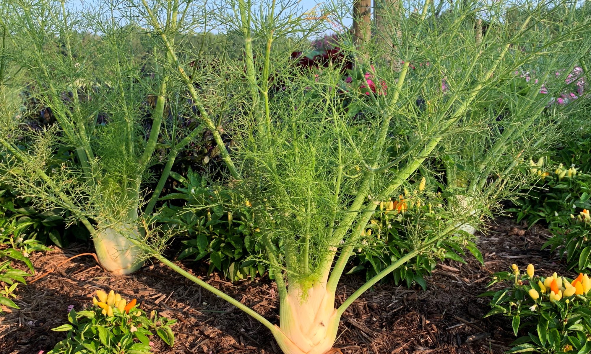 closeup of three bulbs of fennel planted in garden