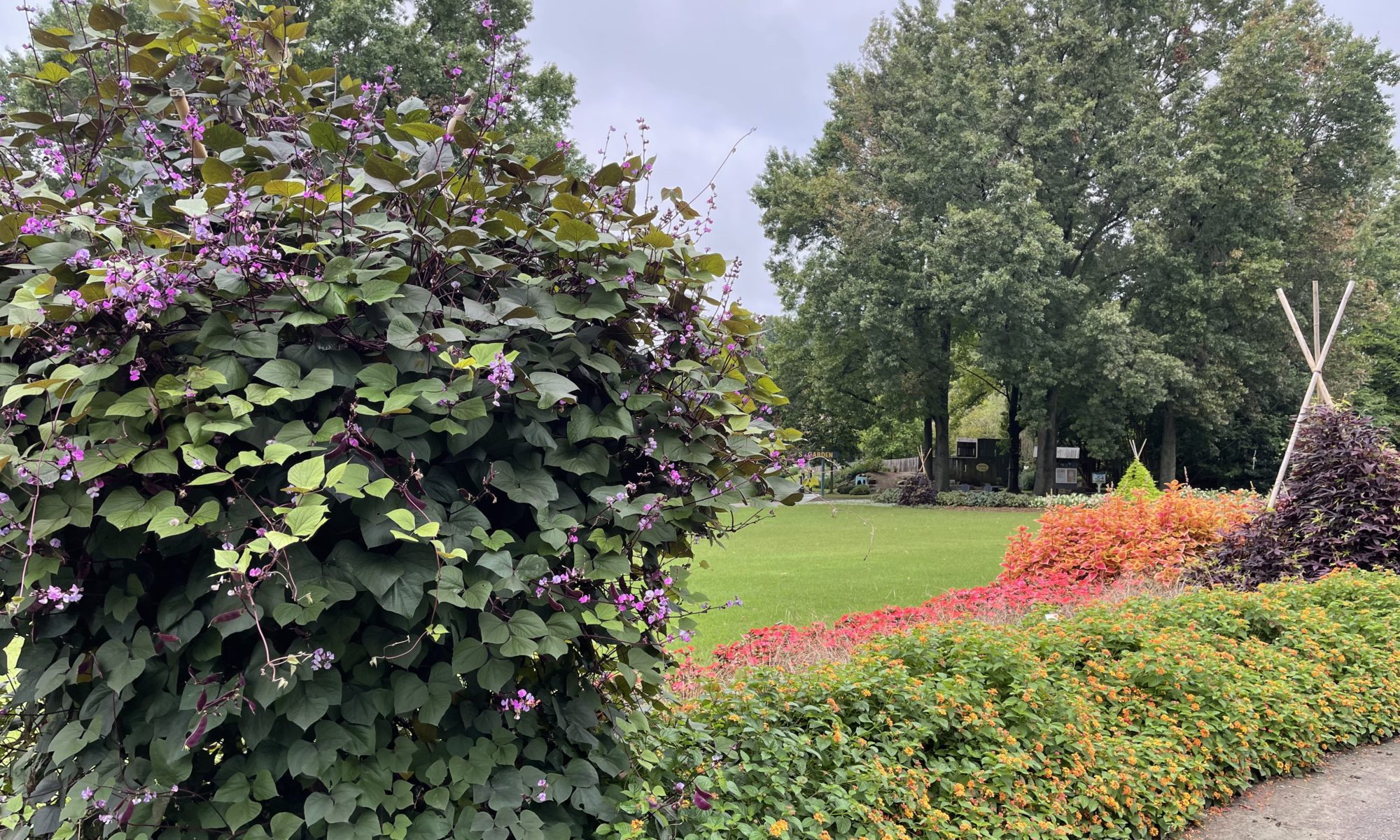 How to Grow Purple Hyacinth Bean Vine: Expert Tips & Tricks