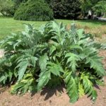 Large planting of cardoon with bold silvery foliage.