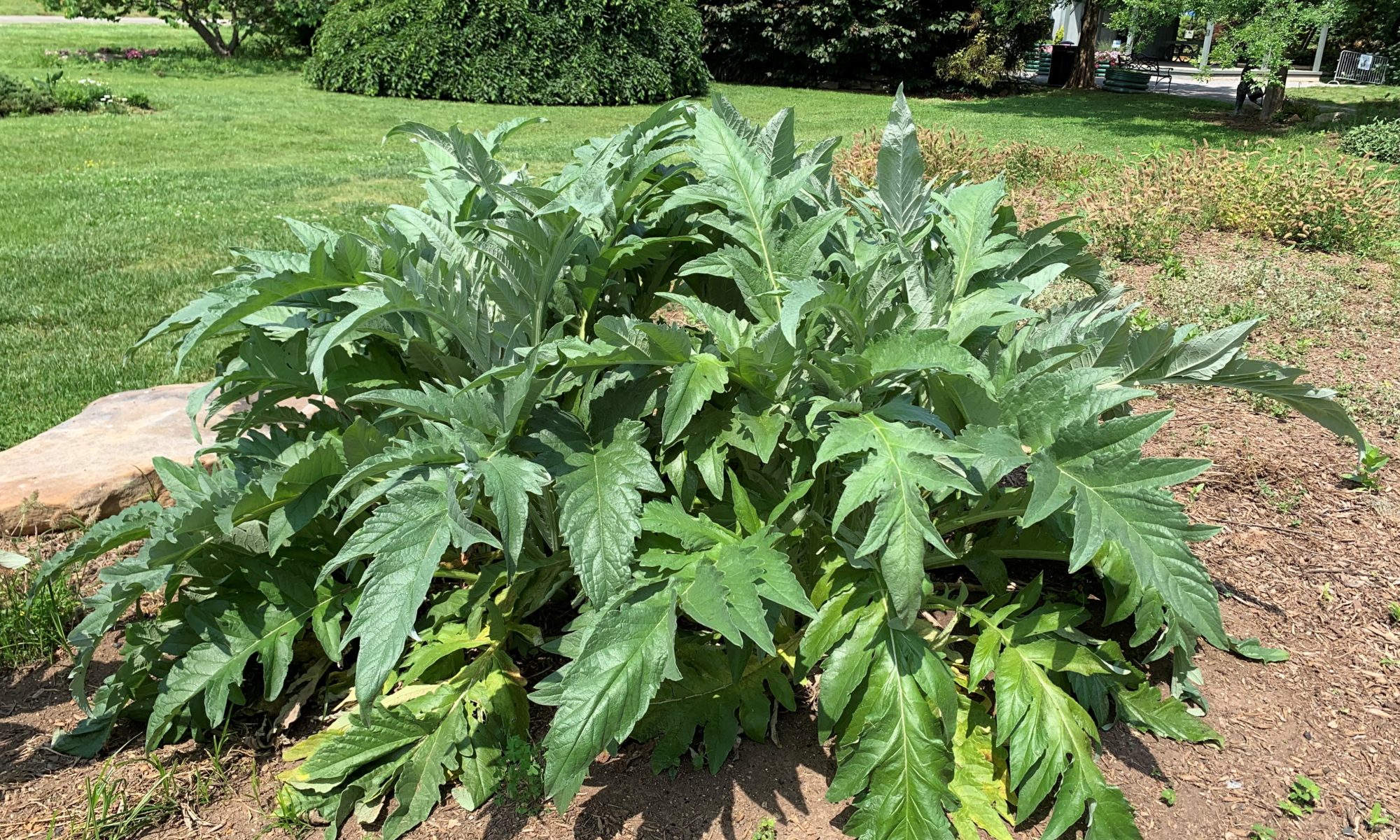 Large planting of cardoon with bold silvery foliage.