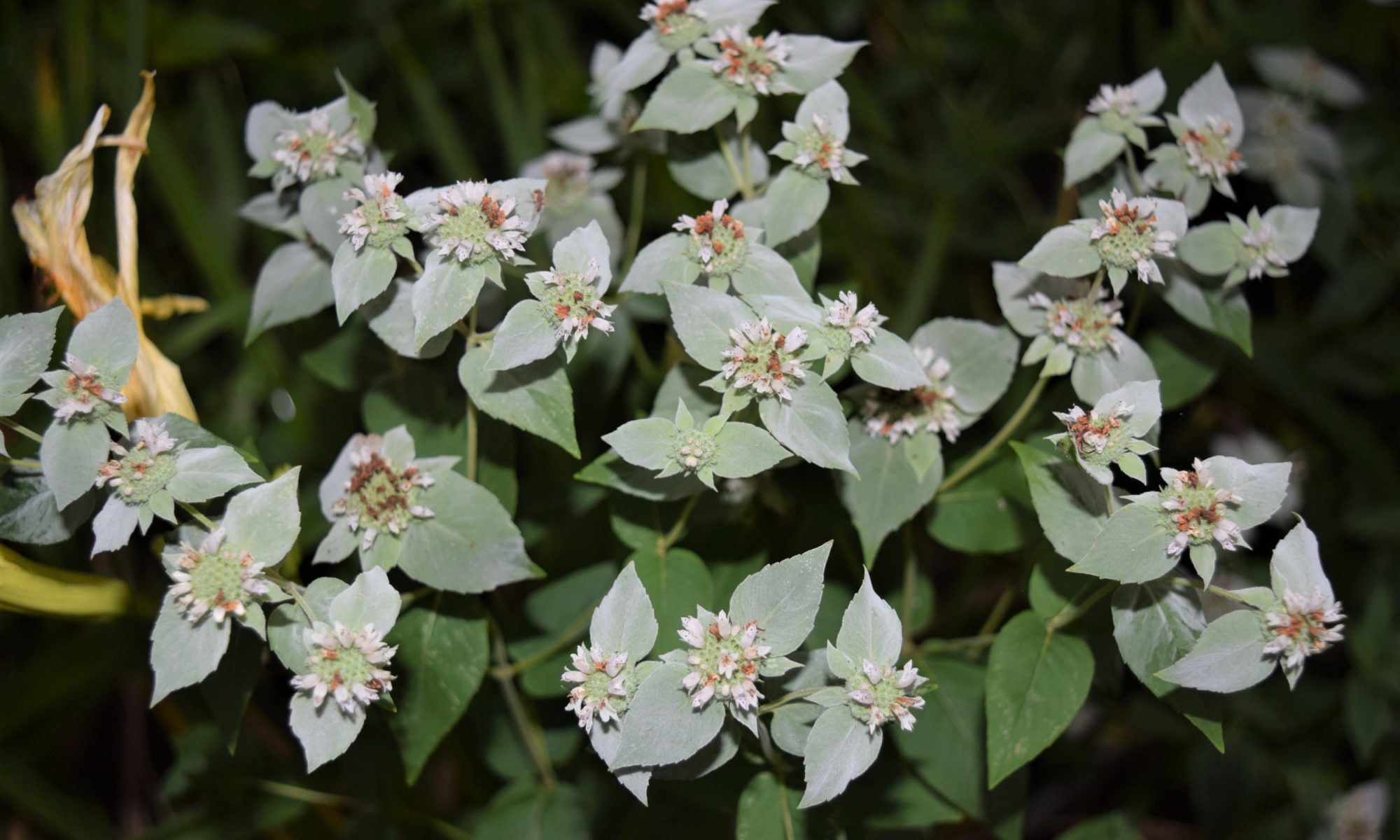 Mountain mint blooms and foliage