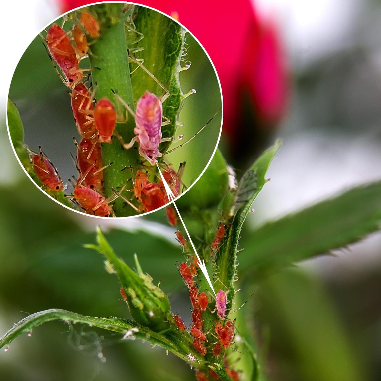 Workshops | UT Gardens - The State Botanical Garden of Tennessee