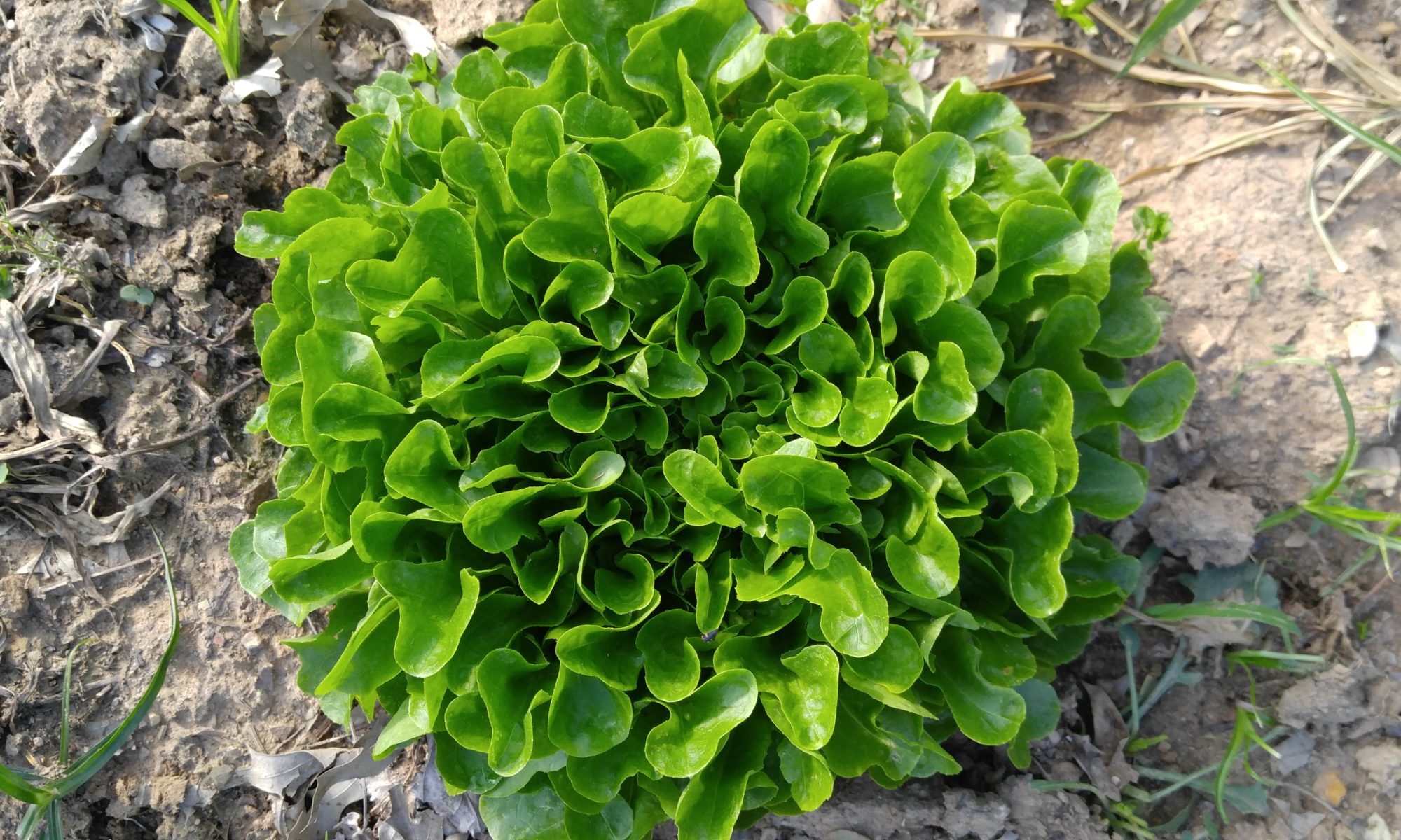 Head of lettuce growing in the garden