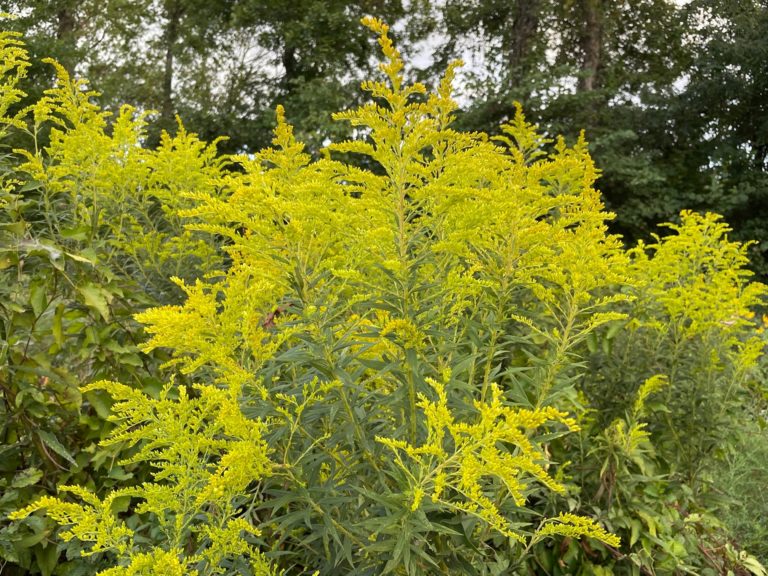 goldenrod plant in bloom