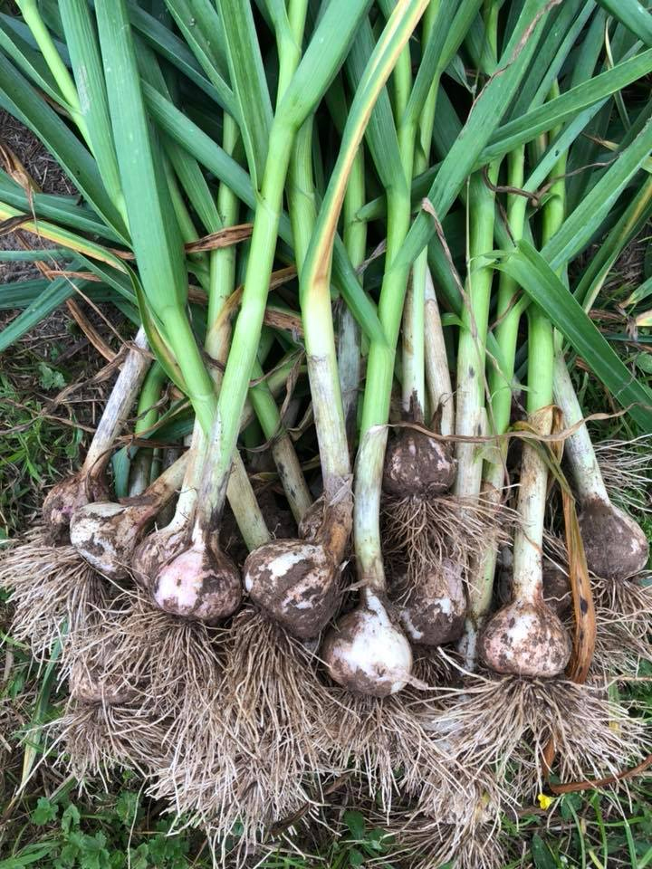 freshly dug bulbs of hardneck garlic on ground with stems still attached