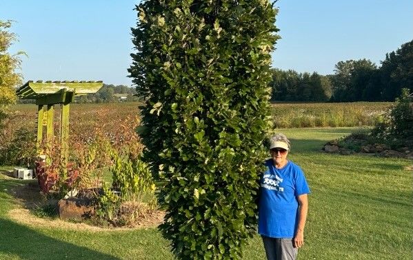 A person stands next to a mature Kindred Spirit oak.