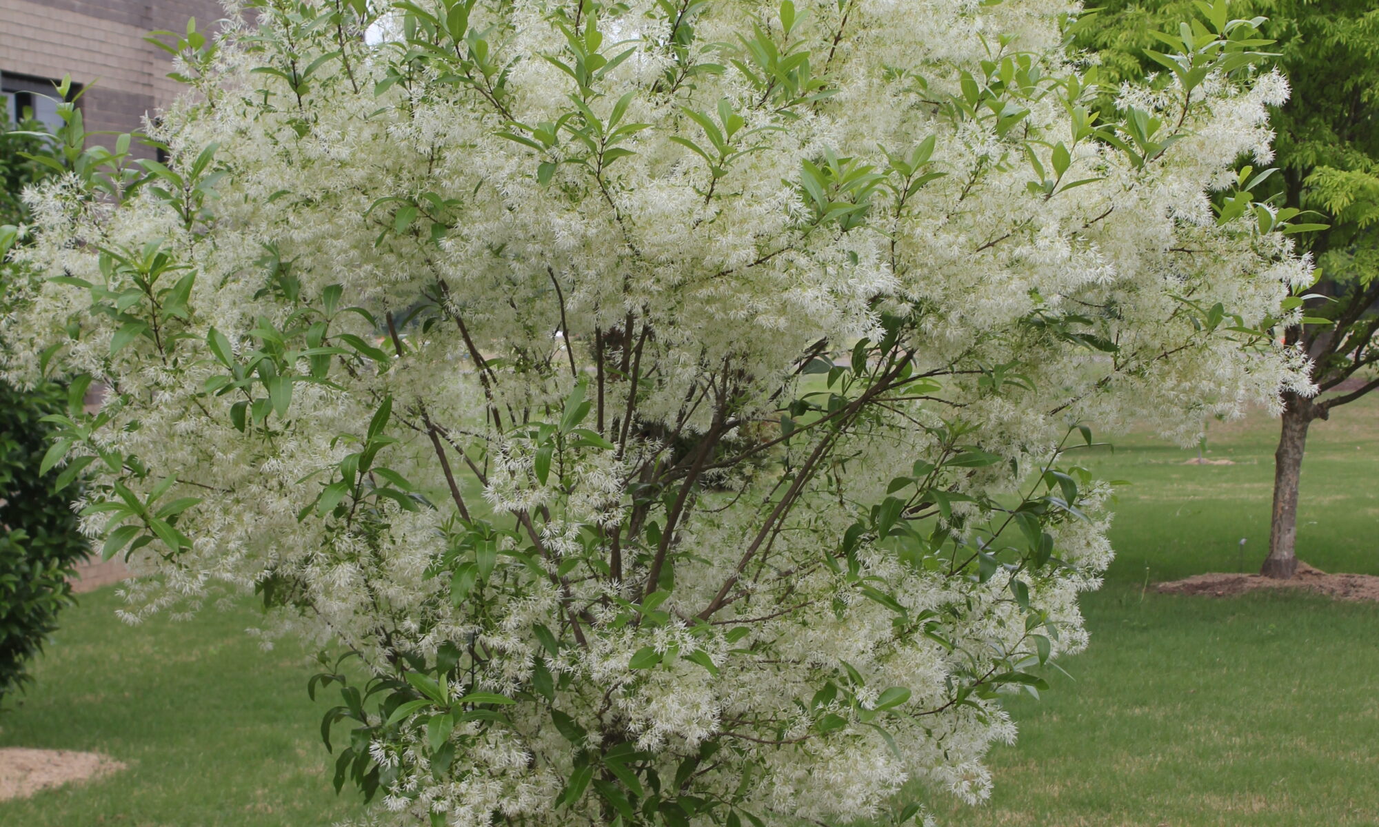 Small tree in bloom