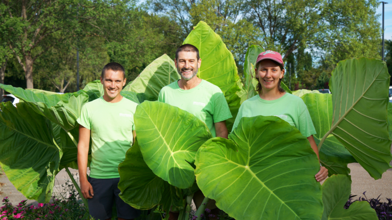 three people stand among large elephant ear leaves