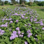 purple blooms on low bushy plants