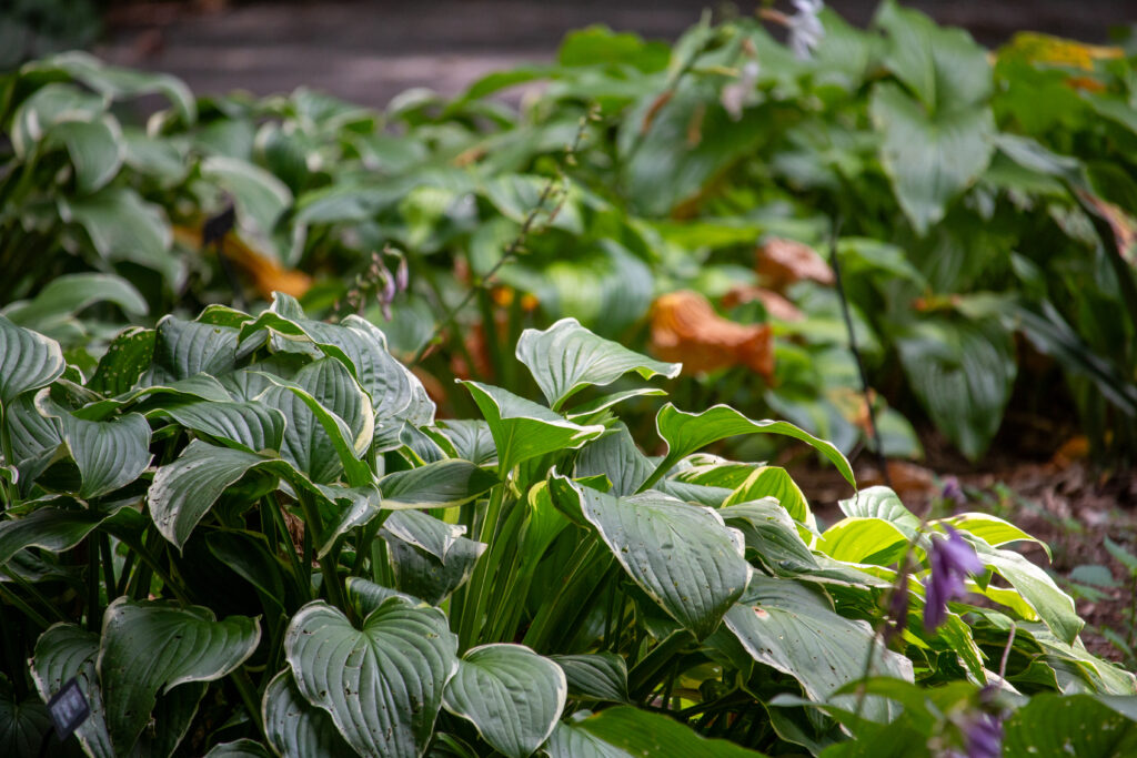 Close up view of hosta plants in bloom with purple flowers