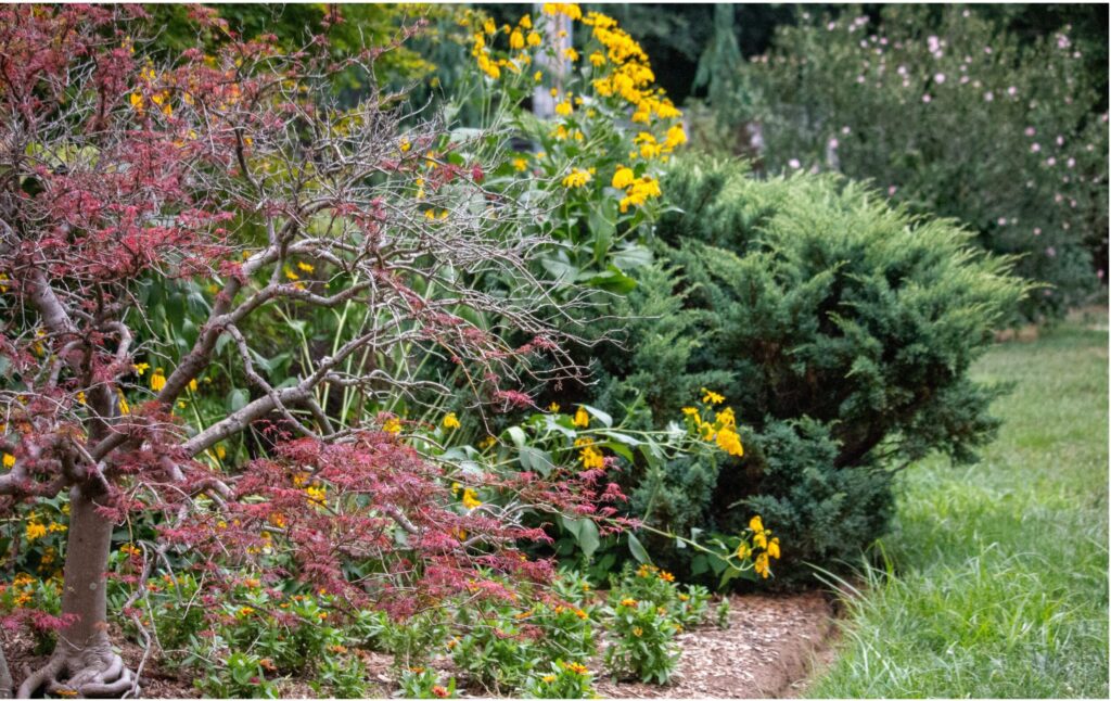 Selected plantings located in the Holly Room such as annuals and evergreen shrubs