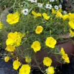 Bright yellow blooms spill over the edge of a container.