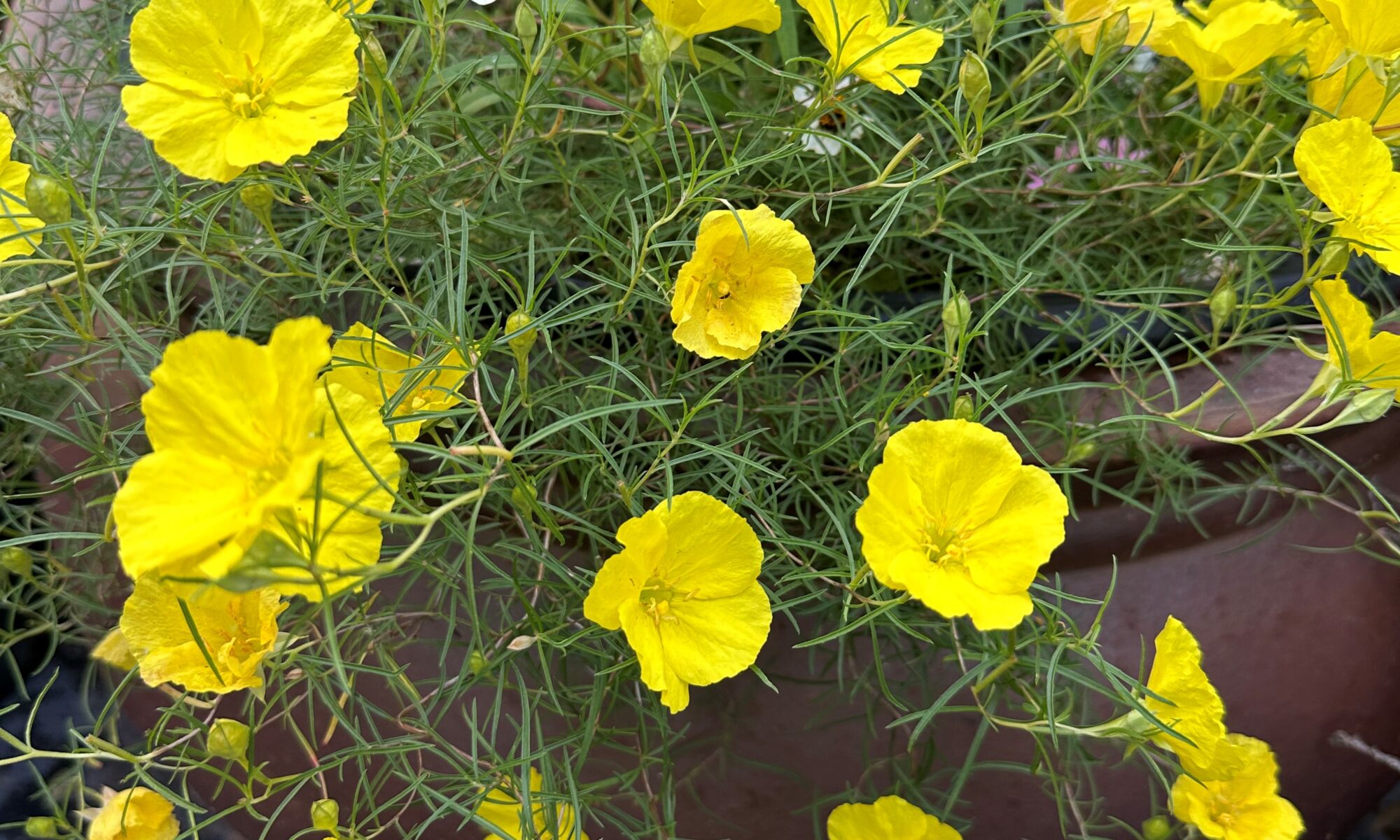 Bright yellow blooms spill over the edge of a container.