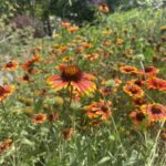 Planting of bright red and yellow blooms