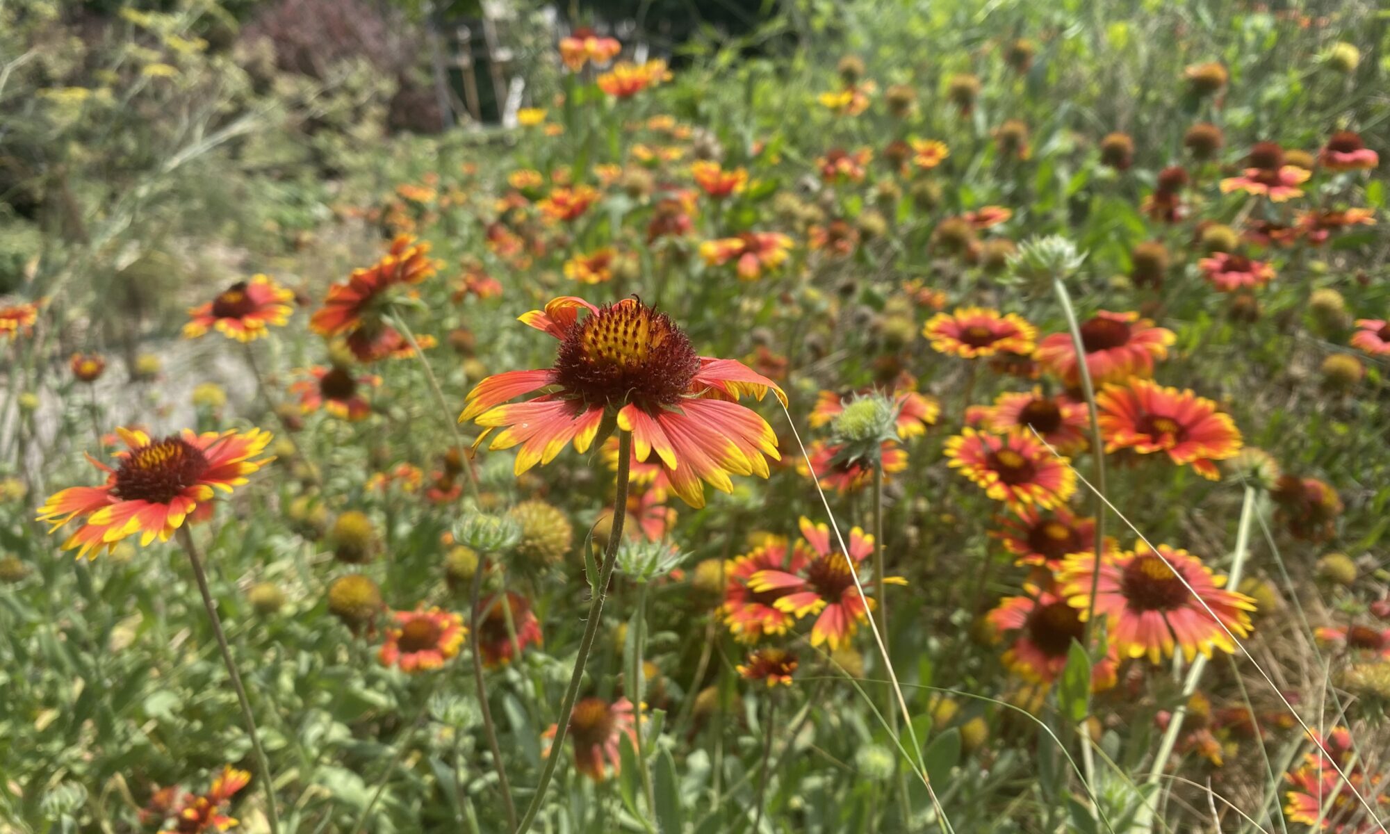 Planting of bright red and yellow blooms