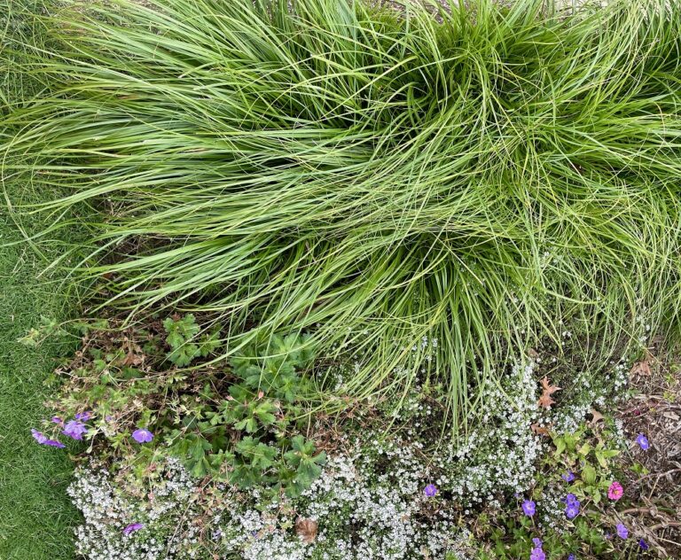 Choose Cherokee Sedge for a Spot in Your Sustainable Garden and Lawn