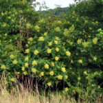 Small shrub with yellow blooms.